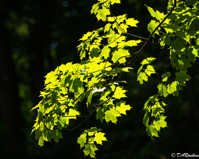 Sunlight on Maple Leaves II