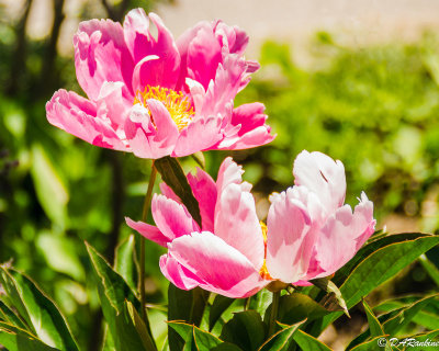 Peonies at Midday