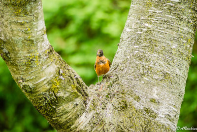 Robin on Birch