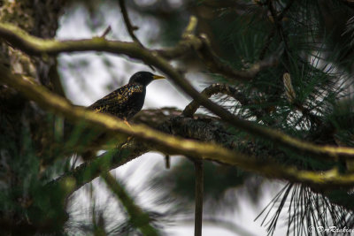 Starling in the Pines 
