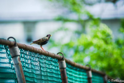 Starling on Fence