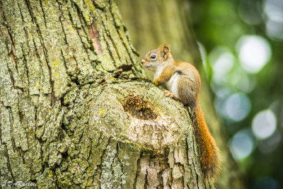Red Squirrel I