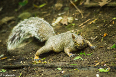 Squirrel by Deerlick Creek I