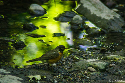 Robin by the Green Pool