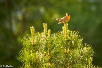 Robin on Pine Tree