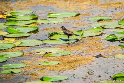 Red Wing Blackbird gathering insects from lily pad