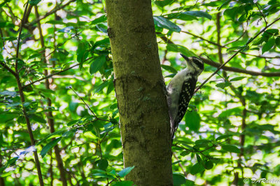 Hairy Woodpecker