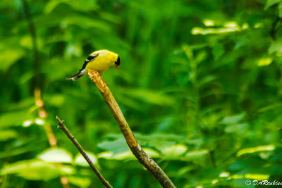 American Goldfinch