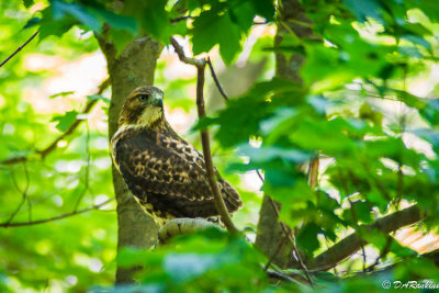 Red-Tailed Hawk