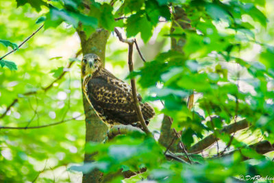 Red-Tailed Hawk