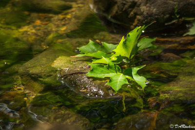 Maple Leaves in the Stream