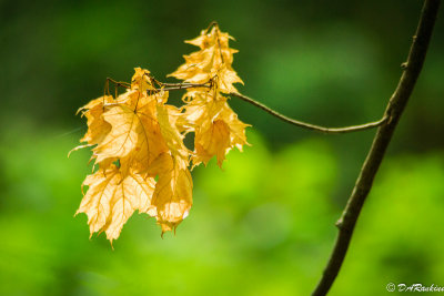 Dried Maple Leaves