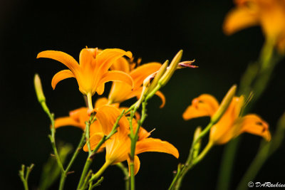 Day Lilies in Sunlight I