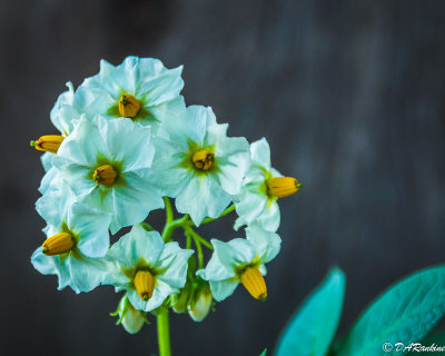 Potato Blossoms