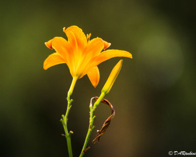 Day Lily in Sunlight II
