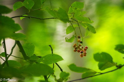 Berries by the Creek