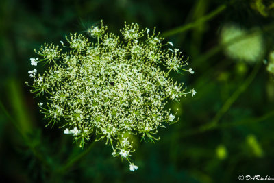 Not Queen Anne's Lace