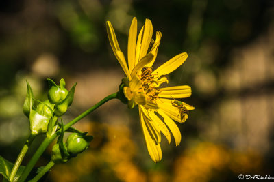 Sunflower and Green Sweat Bee