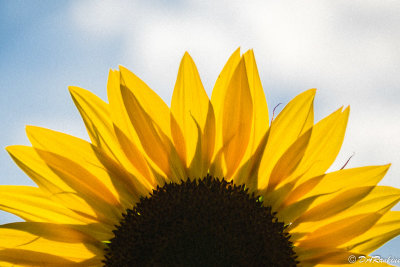 Sunflowers of Victoria Park Collegiate 