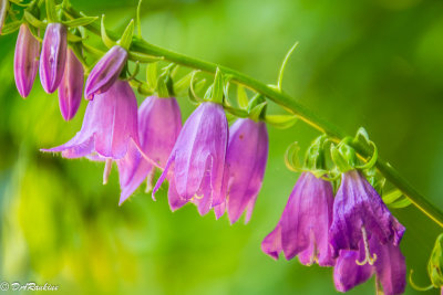 Bluebells in the Park