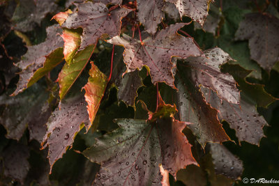 Leaves of the Red Maple