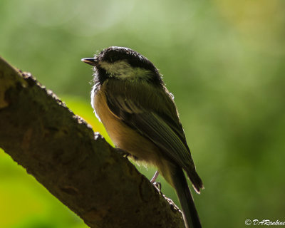 Chickadee at Feeding Station II