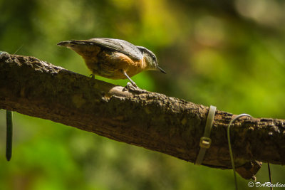 Red-brested Nuthatch at Feeding Station III