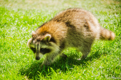 Strolling Raccoon
