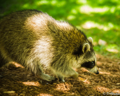 Strolling Raccoon II 