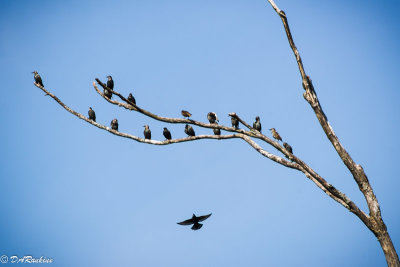 Starlings Hanging Out