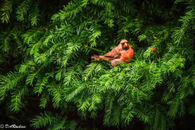 Cardinal in Juniper Tree