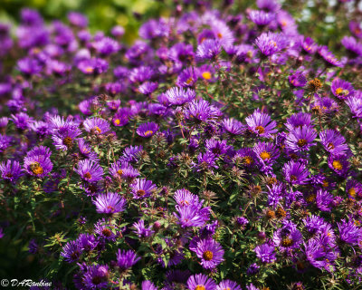 Asters in Purple 