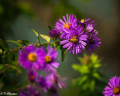 Aster and Bee