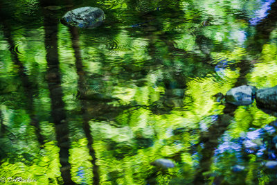 Ripples by Water Skippers