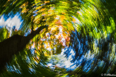 Autumn in a Spin