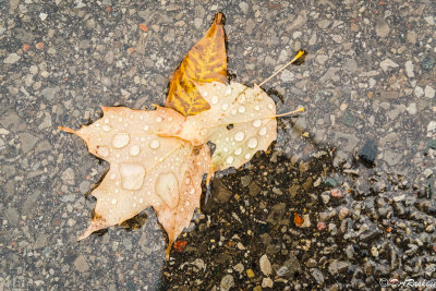 Leaves and My Reflection
