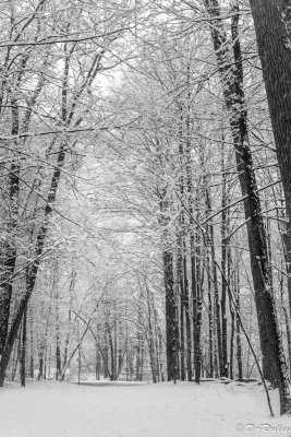 Trees in the park where I walk