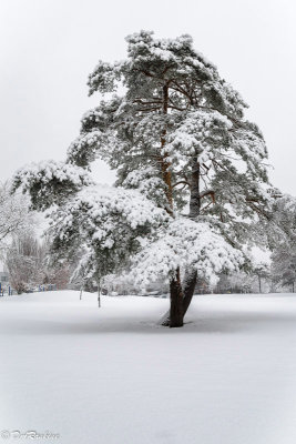 Pine After Snowfall