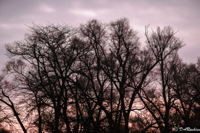 Trees in the Parking Lot