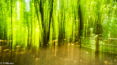Trees in Summer