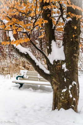 The Bench in Winter