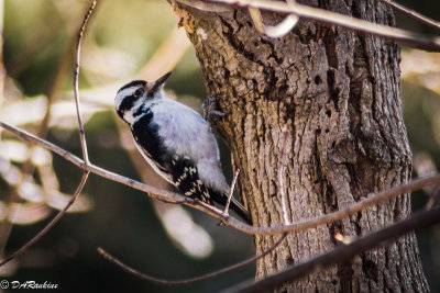 Hairy Woodpecker in the Park I