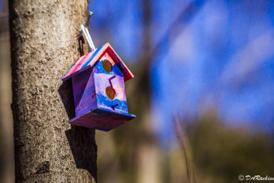Tiny Bird House in Woods