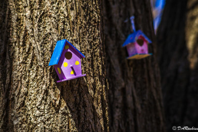 Tiny Bird Houses in Woods