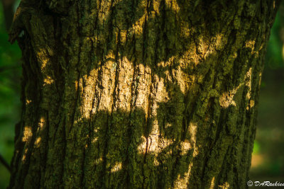 Sunlight on Bark 