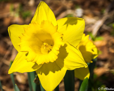 April's Daffodil