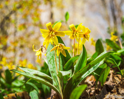 Trout Lilies in Woods I