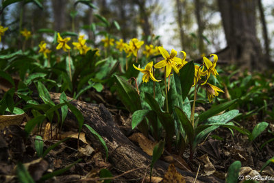 Trout Lilies in Woods II