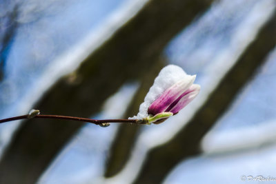Magnolia After Snowfall I