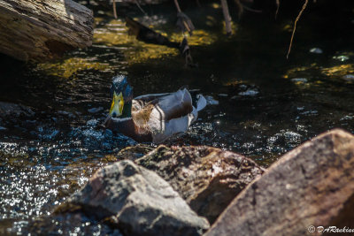 First Mallard of Spring